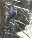 Gray Jay 2546